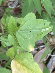 Rhamphospermum arvense