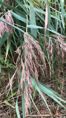 Phragmites australis australis