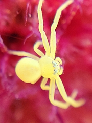 Misumena vatia