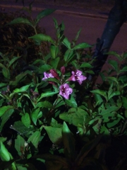 Weigela