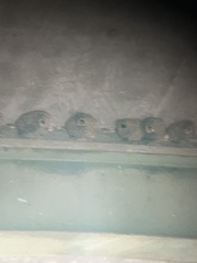 Petrochelidon pyrrhonota