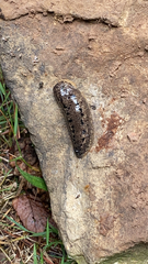 Philomycus carolinianus