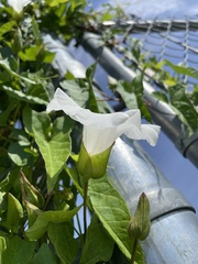 Calystegia silvatica