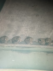 Petrochelidon pyrrhonota