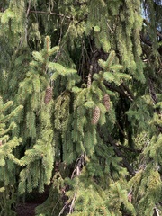 Picea abies