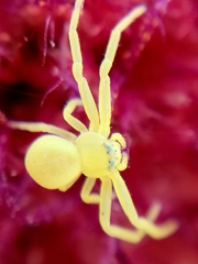 Misumena vatia