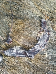 Saccharina latissima