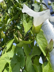 Calystegia silvatica