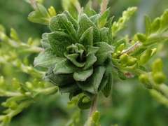 Asphondylia solidaginis