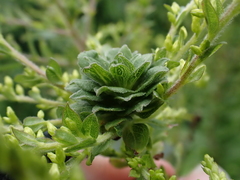 Asphondylia solidaginis