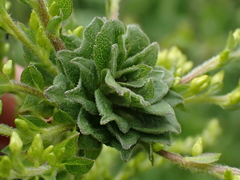 Asphondylia solidaginis