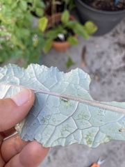 Murgantia histrionica