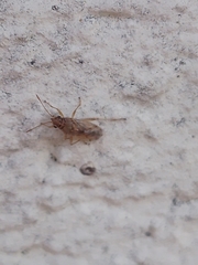 Nysius