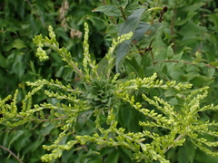 Asphondylia solidaginis