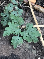 Geranium robertianum