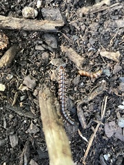 Myriapoda