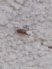 Nysius