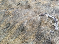 Saccharina latissima