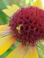 Misumena vatia
