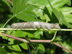 Allophyes oxyacanthae