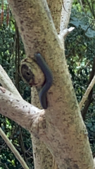 Narceus americanus