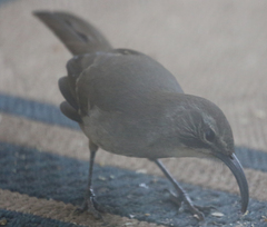 Toxostoma redivivum