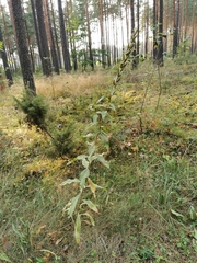 Chenopodium betaceum