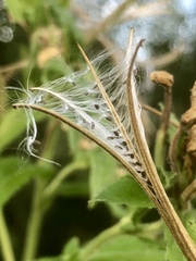 Epilobium parviflorum