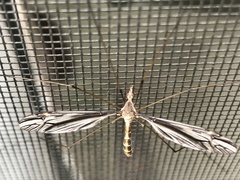 Tipula furca
