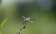 Sympetrum danae