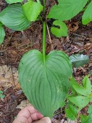 Hosta
