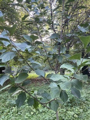 Magnoliaceae
