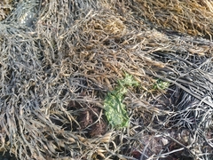 Ulva lactuca