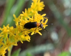 Nemognatha nemorensis