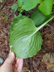 Hosta