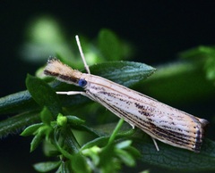 Agriphila