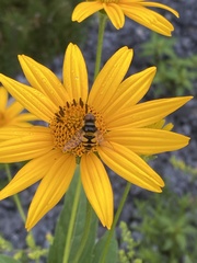 Eristalis transversa