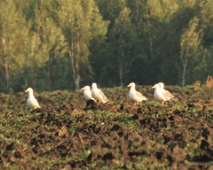 Larus fuscus barabensis