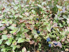 Vaccinium myrtillus
