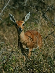Raphicerus campestris campestris