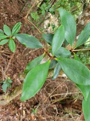Ternstroemia gymnanthera