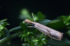 Agriphila