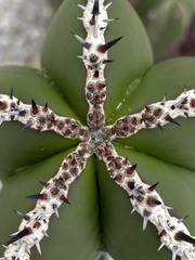 Lophocereus marginatus