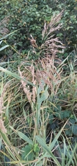 Poaceae