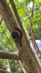 Narceus americanus