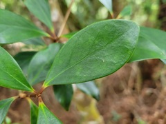 Ternstroemia gymnanthera