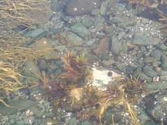 Chondrus crispus