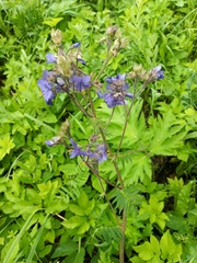 Polemonium caeruleum
