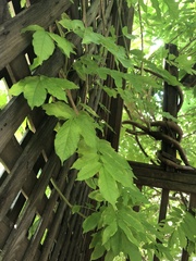 Wisteria
