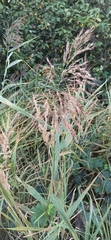 Poaceae